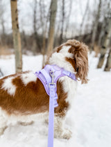 Essential Exploration No-Pull Harness Walk Set - Lilac (3-Piece) (Final Sale)