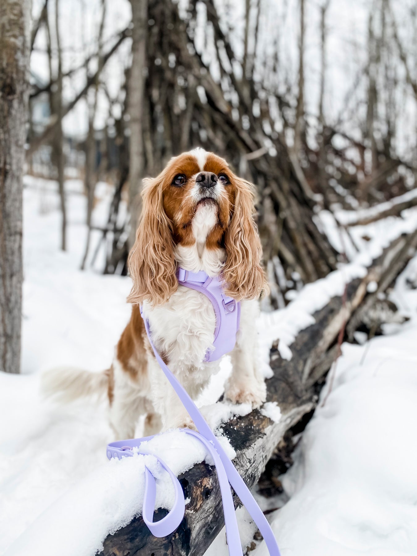 Essential Exploration No-Pull Harness Walk Set - Lilac (3-Piece) (Final Sale)