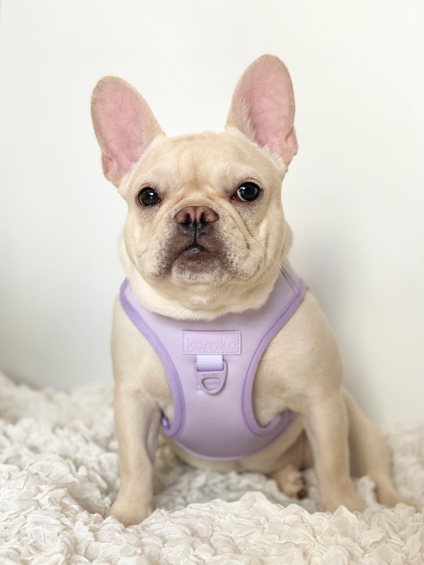 Essential Step-In Harness Walk Set - Lilac (3-Piece) (Final Sale)