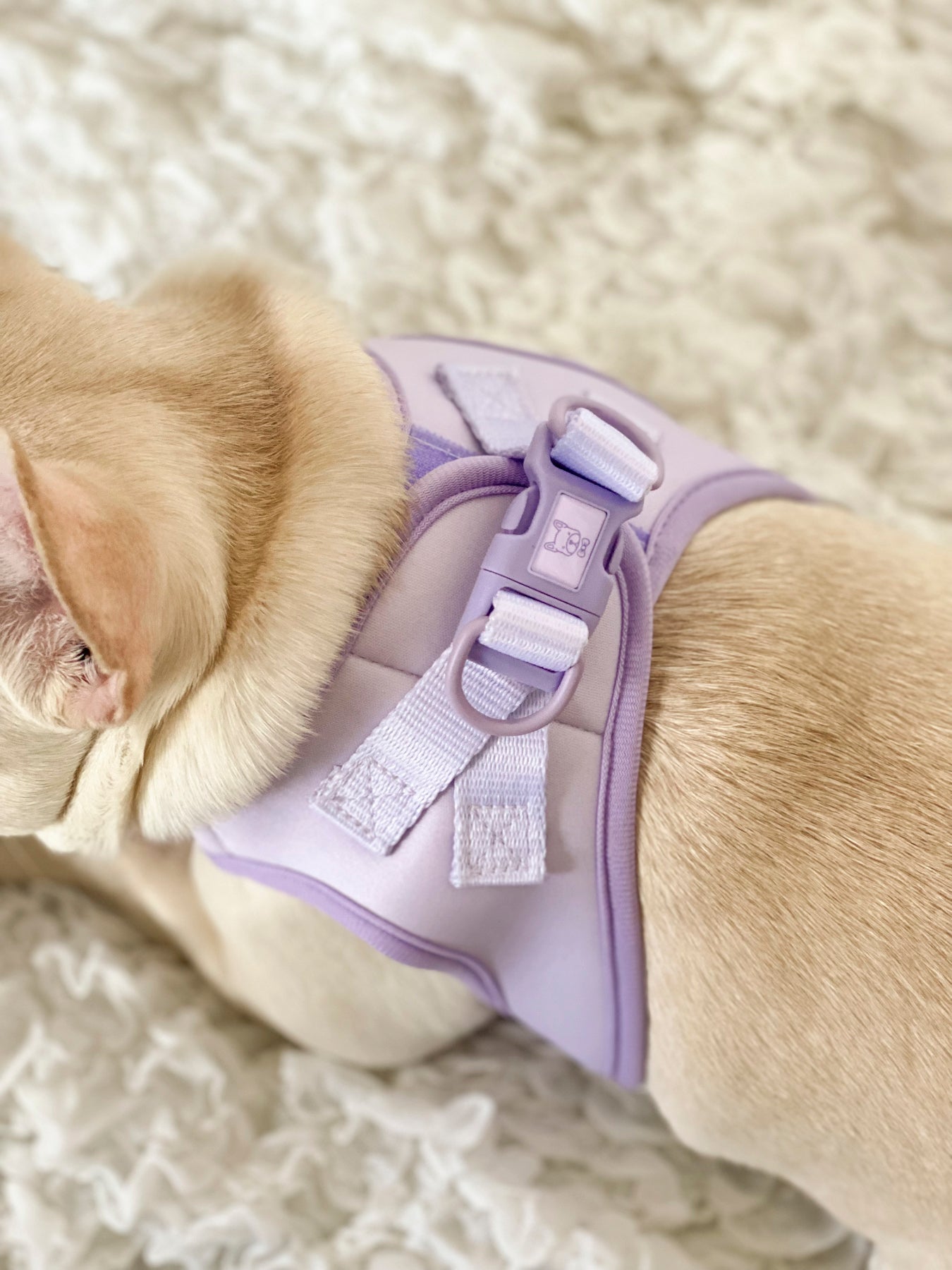 Essential Step-In Harness Walk Set - Lilac (3-Piece) (Final Sale)