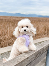 Essential Step-In Harness Walk Set - Lilac (3-Piece) (Final Sale)