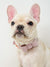 Signature Collar & Leash Set - Blush Pink (Final Sale)