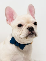 Signature Collar & Leash Set - Navy (Final Sale)