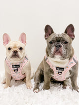 Ultimate Harness Bundle Set - Over The Rainbow (Step-In)