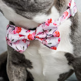 Dog Bow Tie - Rosa (Blue Paw Co. - FINAL SALE)