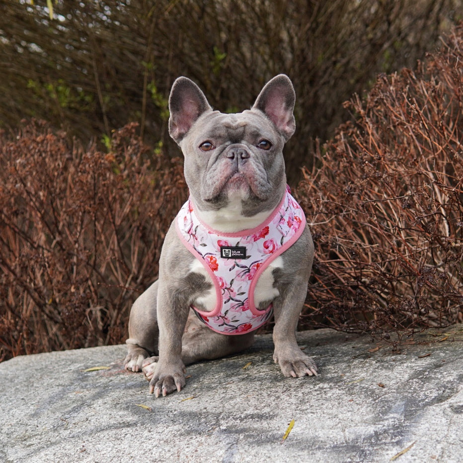 Adjustable Dog Harness - Rosa (Blue Paw Co. - FINAL SALE)