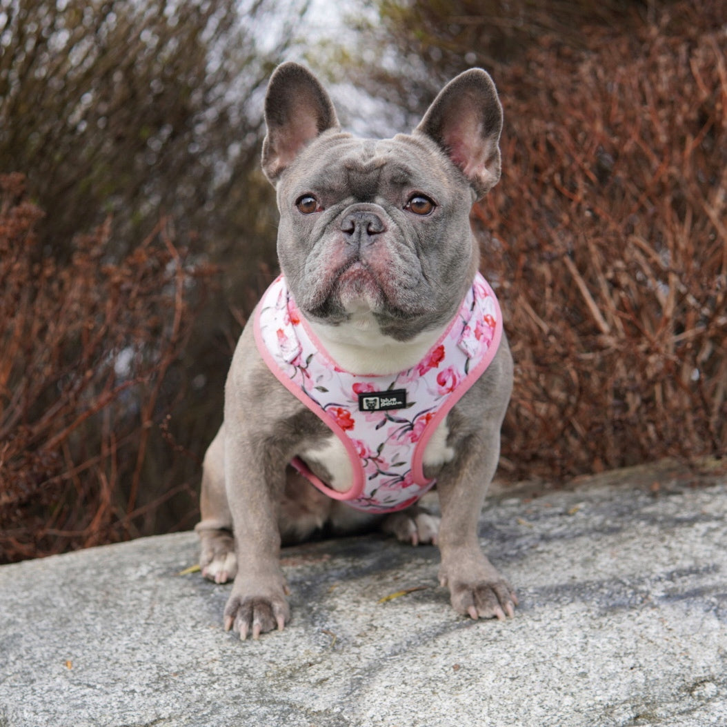 Adjustable Dog Harness - Rosa (Blue Paw Co. - FINAL SALE)