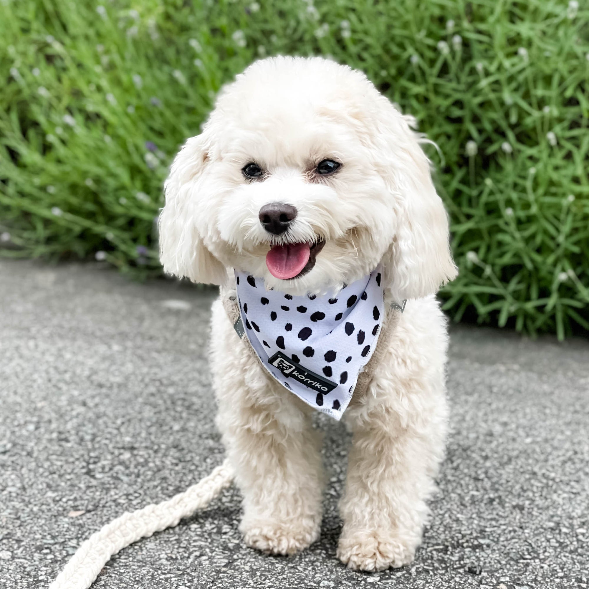 Cooling Dog Bandana - Spotted (Final Sale)