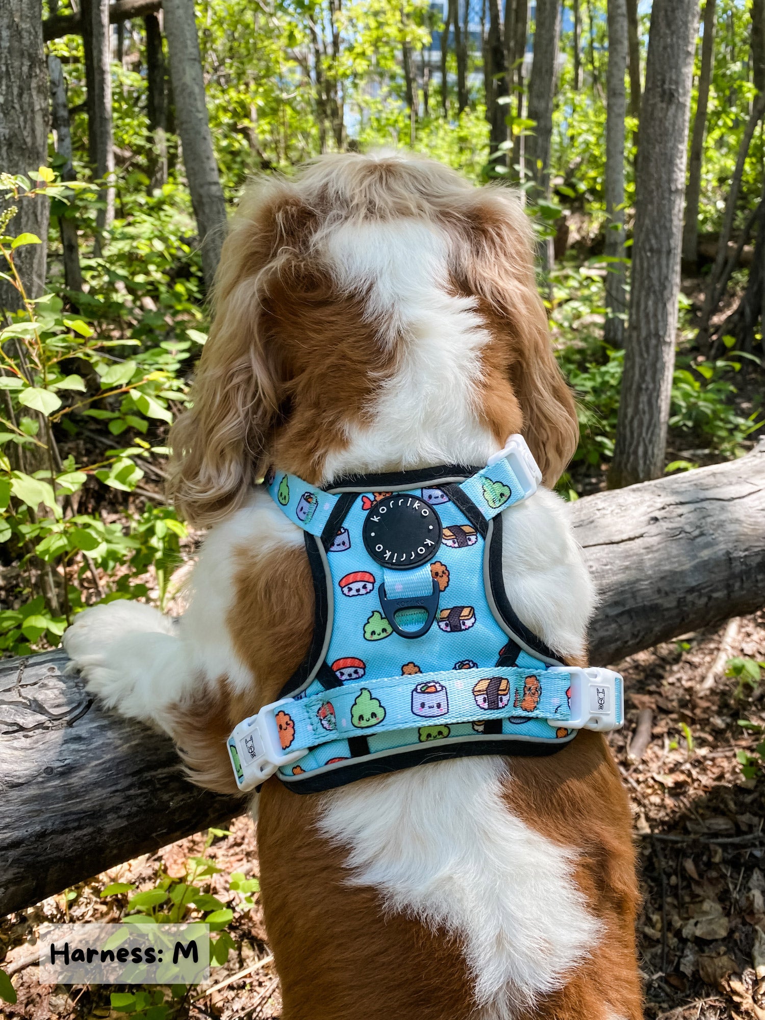 Essential Exploration No-Pull Harness Walk Set - Sushi (3-Piece)