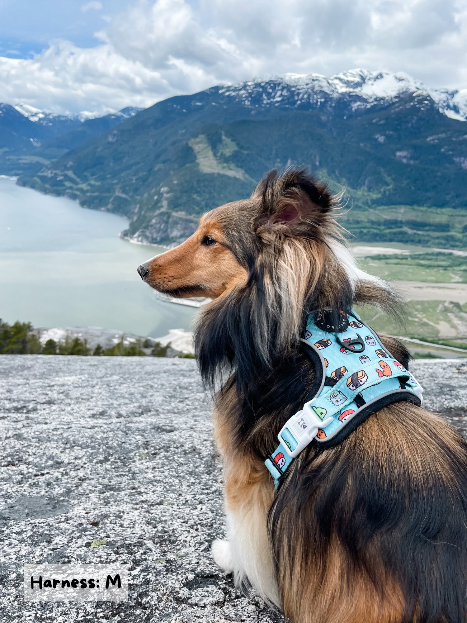 Exploration No-Pull Dog Harness - Sushi