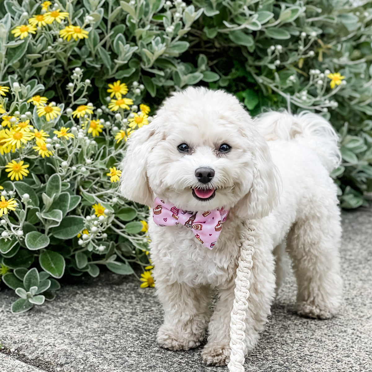 Dog Bow Tie - Patisserie (Final Sale)