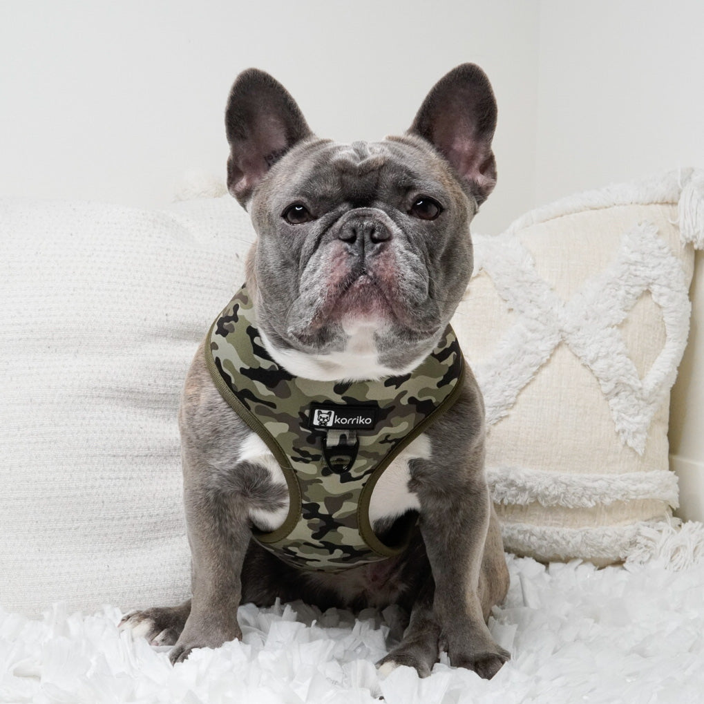Essential Classic No-Pull Harness Walk Set - Green Camo (3-Piece) (Final Sale)