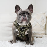 Essential Classic No-Pull Harness Walk Set - Green Camo (3-Piece) (Final Sale)