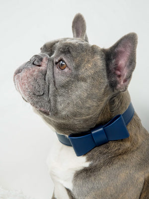 Signature Collar & Leash Set - Navy (*PROMO*)